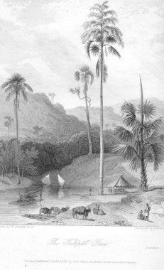 Talipat ağacı, Hindistan, Vintage Renksiz Lithograf