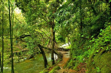 Living Root Bridge Meghalaya India Asia  clipart