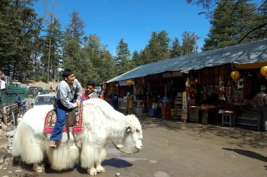Yak 'ın (Dzo bos grunniens) tadını çıkaran turist Shimla, Himachal Pradesh, Hindistan yakınlarındaki Kufri' de at sürüyor. 