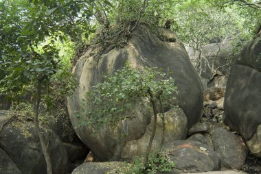 Deoghar, Jharkhand, Hindistan yakınlarındaki Chitrakoot Tepesi 'nde hava kökleri 