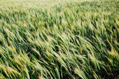 Rüzgarda esen buğday ekinleri