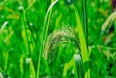 Crops of millet nachani raagi karjat Bombay Mumbai, Maharashtra, India  clipart