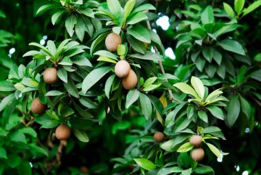 Ağaçta asılı Chickoo Chickoos (Manilkara zapota); Nanded; Maharashtra; Hindistan