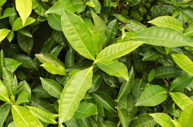 Munnar, Kerala, Hindistan 'da olgunlaşan çay çalılarının yakın çekimi..