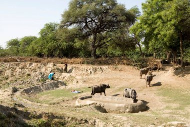 Suyu bir kuyudan kaldırıp çamur gölüne kanalize ederek bufaloların Kutch, Gujarat, Hindistan 'ı içmelerini sağlıyorlar.