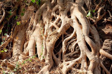 Gündüz vakti banyan ağaçlarının kökleri