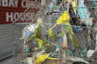 Kafeste evcil kuşlar, Haldwani, Nainital, Kumaon, Uttarakhand, Hindistan, Asya 