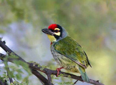 Bakır ustası Barbet Tal Chappar Vahşi Yaşam Sığınağı Rajasthan Hindistan Asya 