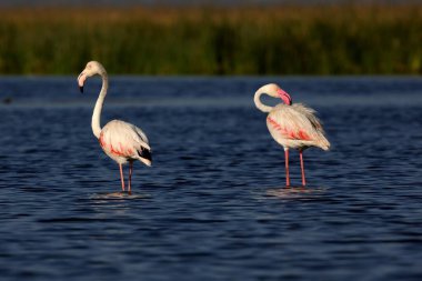 daha büyük flamingo, nalsarovar, Gujarat, Hindistan, Asya 