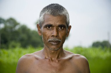 Pirinç tarlasında çiftçi Jaunpur uttar pradesh Hindistan 