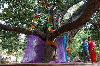 Bodhi ağacı ya da banyan ağacı, Gaya, Bihar, Hindistan  