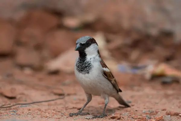 stock image House Sparrow male bird, Kedarnath Wildlife Sanctuary, Uttarakhand, India, Asia