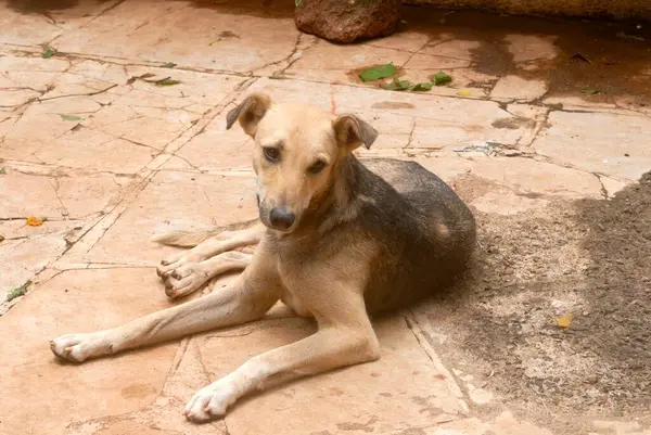 stock image Country dog sitting ; Mahabaleshwar ; Satara ; Maharashtra ; India ; Asia