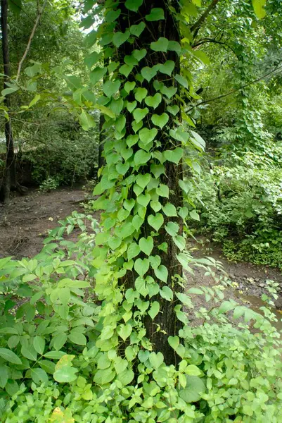 stock image In monsoon climbing plants climb on trees in the forest Asangaon road, district Thane, Maharashtra, India