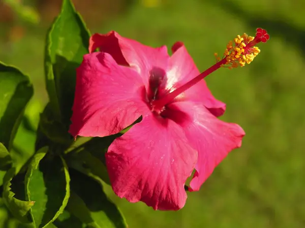 stock image Hibiscus, Varun Farm House, Panvel, Maharashtra, India 