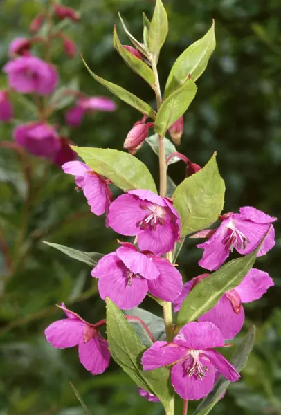 stock image himalayan Broad leaved willow herb Epilobium latifolium 