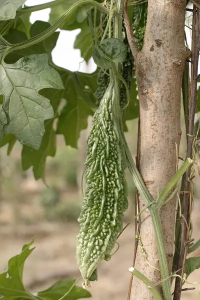 stock image One bitter gourd green hanging from tree growing in the field