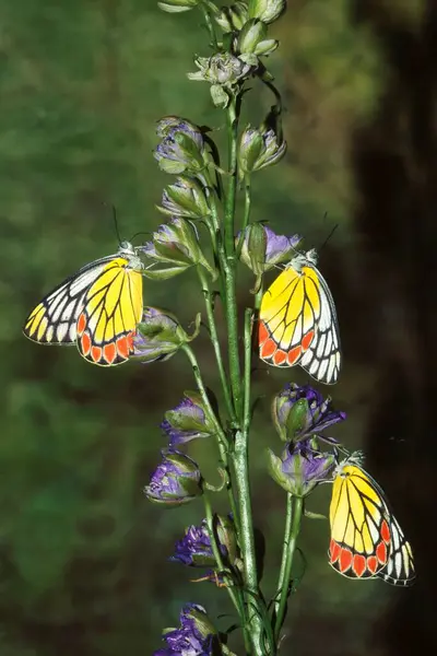 stock image Insects, Butterflies, Common Jezebel delias Eucharis 