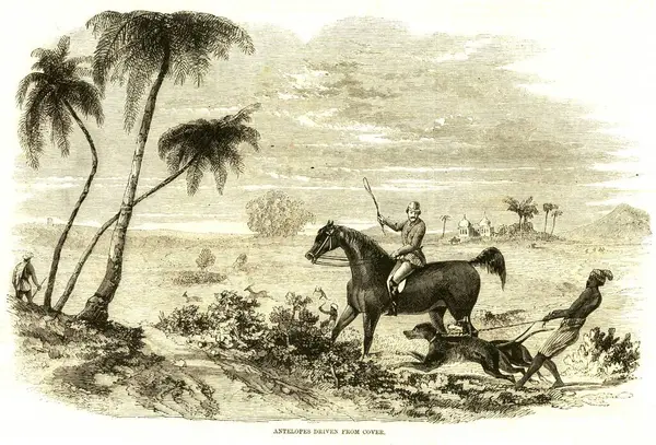 Avcılık ve hayvan manzarası, örtüden çıkarılan antiloplar, Hindistan 