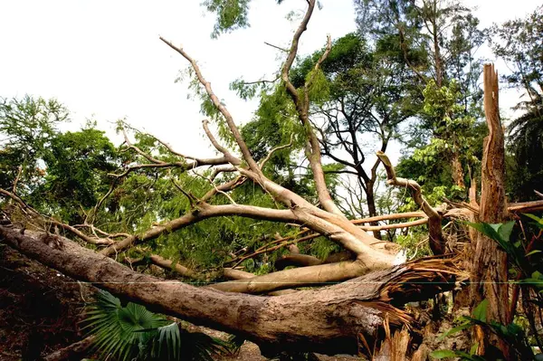 stock image Hurricane struck on trees at Ballygunge, Calcutta Kolkata, West Bengal, India 