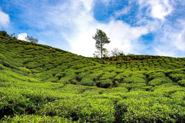 Munnar, Kerala, Hindistan 'da yetiştirilmiş çalıları olan çay bahçesi..
