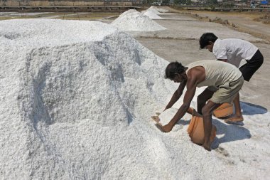 Mumbai Maharashtra Hindistan 'daki wadala tuz çiftliklerinden deniz tuzu taneleri. 