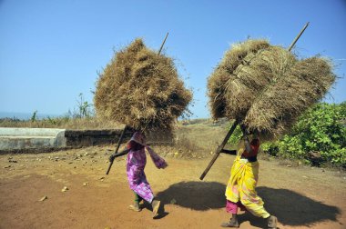 woman carrying dry grass bundle at anjarla ratnagiri Maharashtra India Asia  clipart