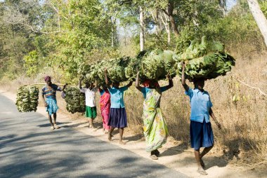 Kabile yaprakları taşıyor, Jharkhand; Hindistan 