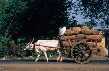 Yüklü öküz arabası, kolhapur, maharashtra, Hindistan