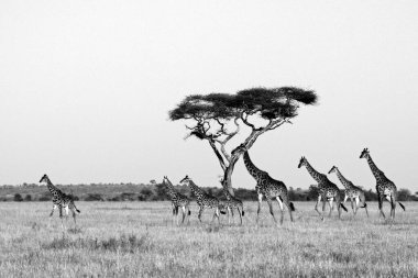Serengeti Milli Parkı, Tanzanya, Afrika