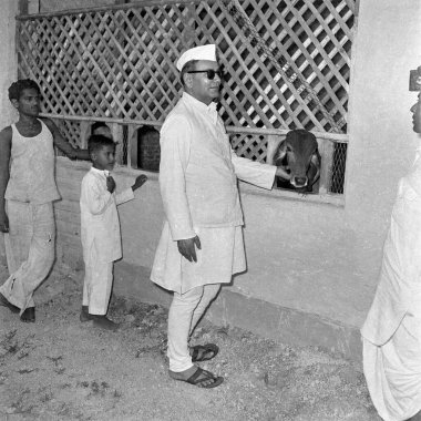 Eski siyah beyaz 1900 'lü yılların Hindistan' da 1950 'lerin inek barınağı besleyen Hintli politikacısının resmi.