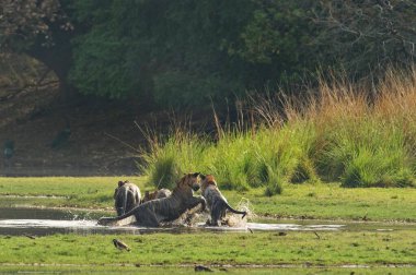 Vahşi kaplan ailesi, üç yetişkin ya da genç yavrusu olan anne, Hindistan 'ın Ranthambhore Milli Parkı' ndaki bir gölün kıyısındaki ıslak çayırlarda oynuyorlar.