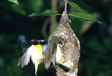 Kuşlar, Mor Burunlu Güneş Kuşu-Erkek ve Dişi Nectarinia asiatica, Banglore, Hindistan 