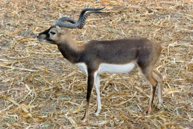 Kara Buck Sayajirao Gaikwad Baug-Zoo Hindistan; Asya