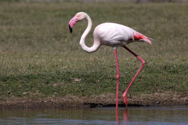 daha büyük flamingo, thol, Gujarat, Hindistan, Asya