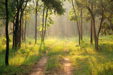 Satpura tiger reserve with forest path, Madhai Piparia Madhya Pradesh, India  clipart