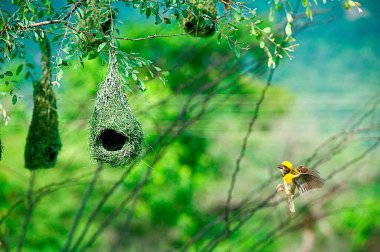 Baya weaver flying for nesting , India clipart