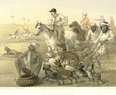 Koloni Kızılderili görüntüleri, av köpeklerimiz, Hindistan.