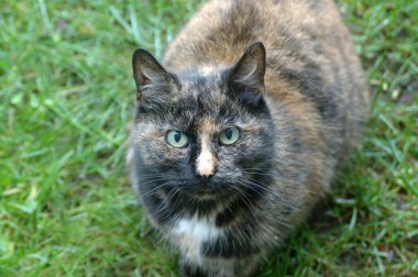 Yeşil çimlerin üzerinde oturan gri ve kahverengi kedi, Göteborg, İsveç