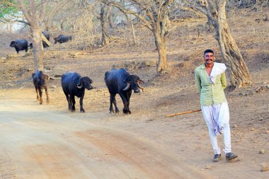 Mehsana 'lı Maldhari kabilesi erkekleri bufalo yetiştirir, Gir Vahşi Yaşam Sığınağı, Gujarat, Hindistan, Asya 