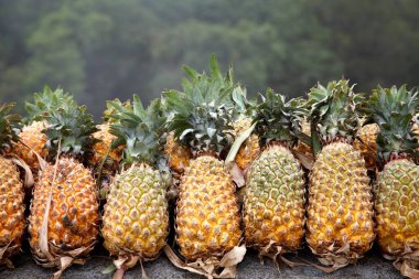Fruits ; Pineapple Botanical name Ananas comosus kept for sale in the ghat region; mountain region on the way to Periyar; Idukki Dist ; Kerala; India clipart