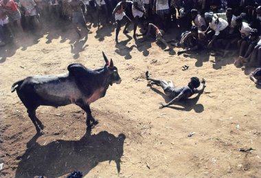 Jallikattu bull taming at Alanganallur near Madurai, Tamil Nadu, India  clipart