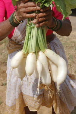 bunch of radishes lady holding in Village of Sindhudurga ; Maharashtra ; India clipart