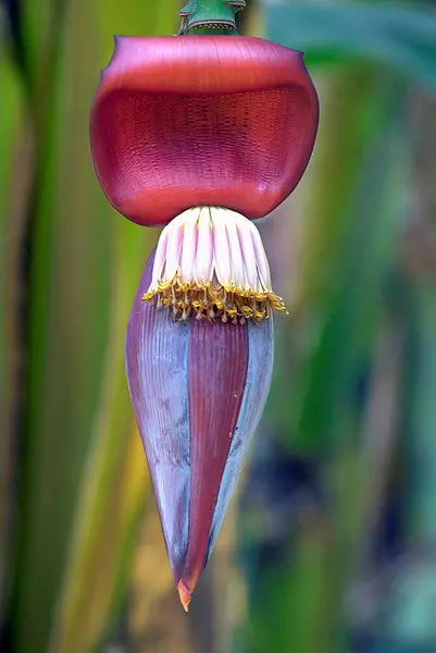 stock image Flowering head of plantain banana crop ; Pune ; Maharashtra ; India