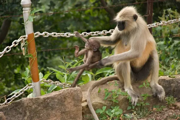 Hanuman langur ailesi ayrıca Common langur; Entellus langur (Semnopithecus entellus); Pavagadh; Panchmahals bölgesi; Gujarat Eyaleti; Hindistan; Asya