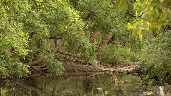 Vahşi kaplan Ranthambhore Ulusal Parkı, Hindistan ormanlarında bir su birikintisinde oturuyor.