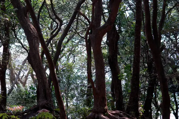 Matheran Ormanı, Raigad Bölgesi, Maharashtra, Hindistan, Asya 