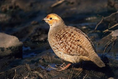 Bird, Grey Francolin (Francolinus pondicerianus) , Sariska wildlife sanctuary , Rajasthan , India clipart