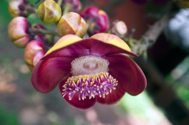 flowers couroupita guianensis on blurred background clipart