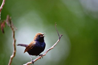 Hintli erkek ardıç kuşu sakızı fulicatus, Ranthambore Ulusal Parkı, Rajasthan, Hindistan